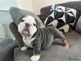 English Bulldog dogs English Bulldog puppies - Advert 4