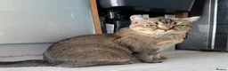 Scottish Fold cats for sale: Scottish Straight ears Kittens available  - Advert 16