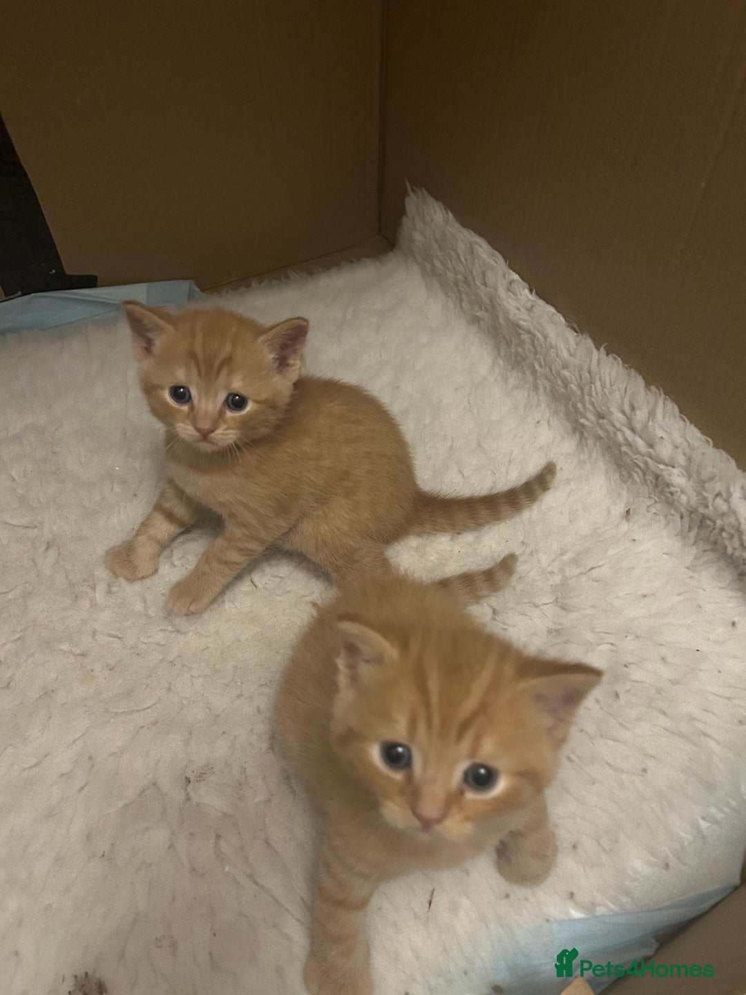 British Shorthair cats for sale: British Shorthair X kittens - Image 5