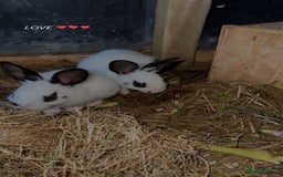 English Spot rabbits for sale: Baby English spot rabbits  - Image 3