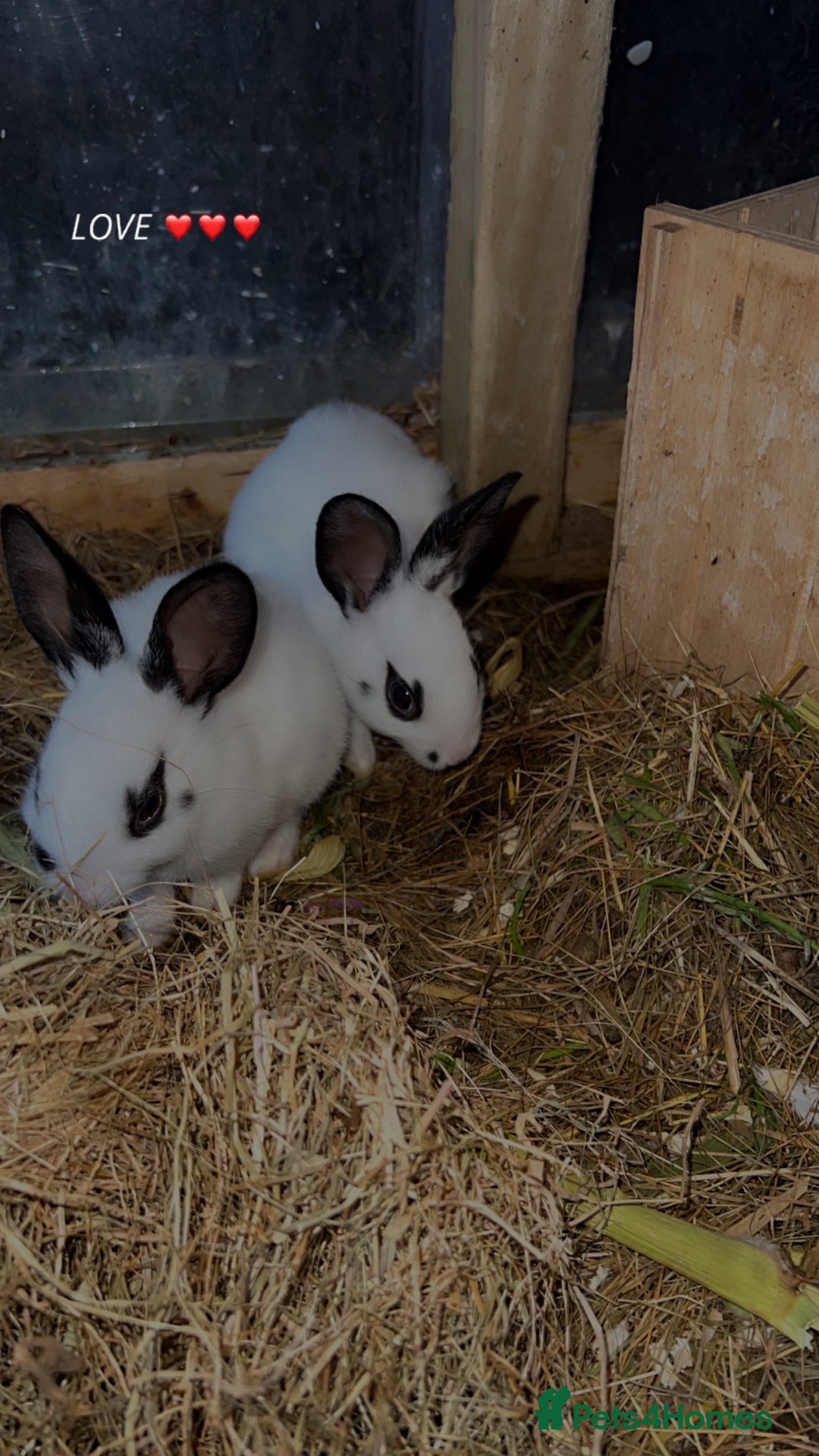English Spot rabbits for sale: Baby English spot rabbits  - Image 3