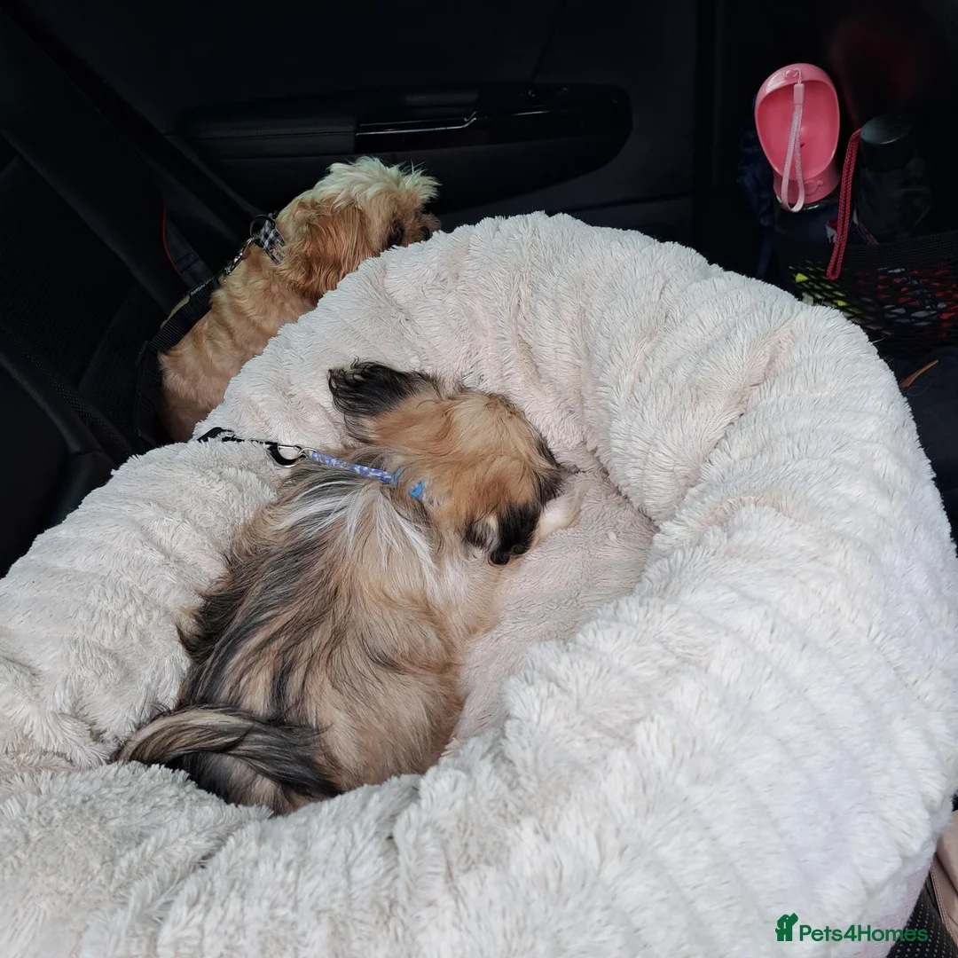 Mixed Breed dogs for sale: Shug for sale - Advert 1
