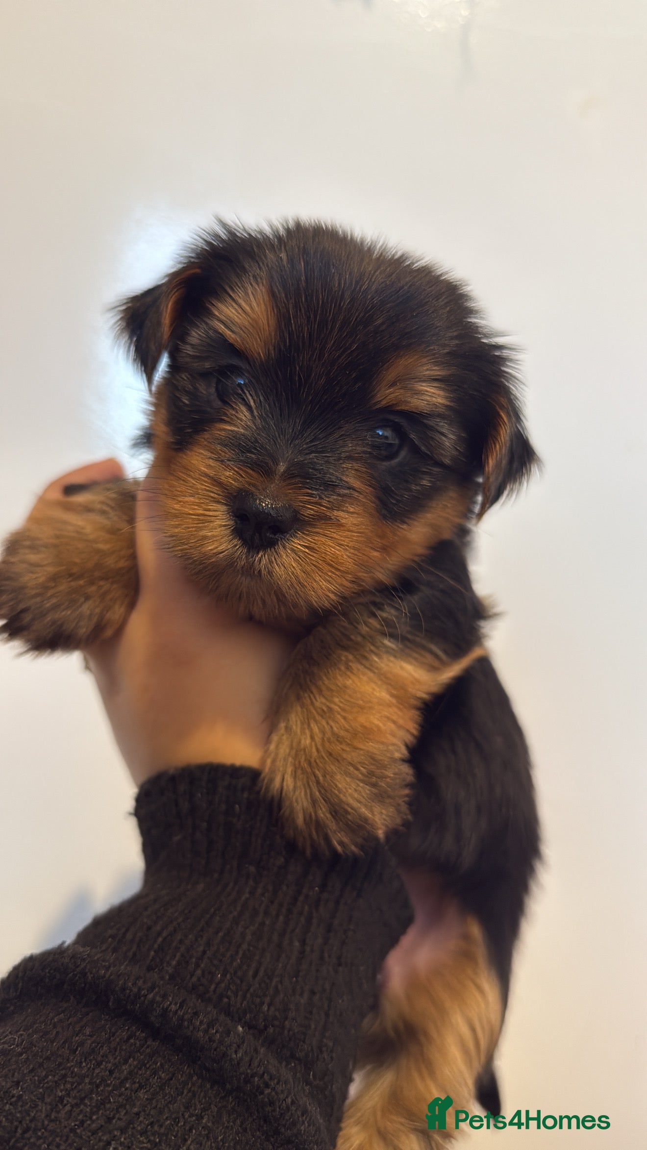 Yorkshire Terrier dogs Yorkie terrier  - Advert 1