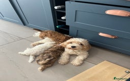 Cavapoochon dogs for sale: 6 beautiful Cavapoochons for sale. Wilmslow. - Image 17