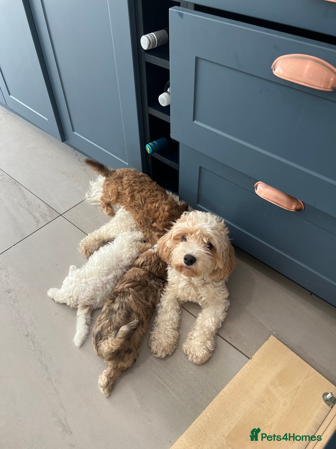 Cavapoochon dogs for sale: 6 beautiful Cavapoochons for sale. Wilmslow. - Image 17