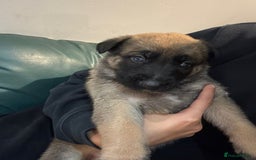 Mixed Breed dogs for sale: 8 Belgian Malinois & German Shepherd Puppies - Image 3