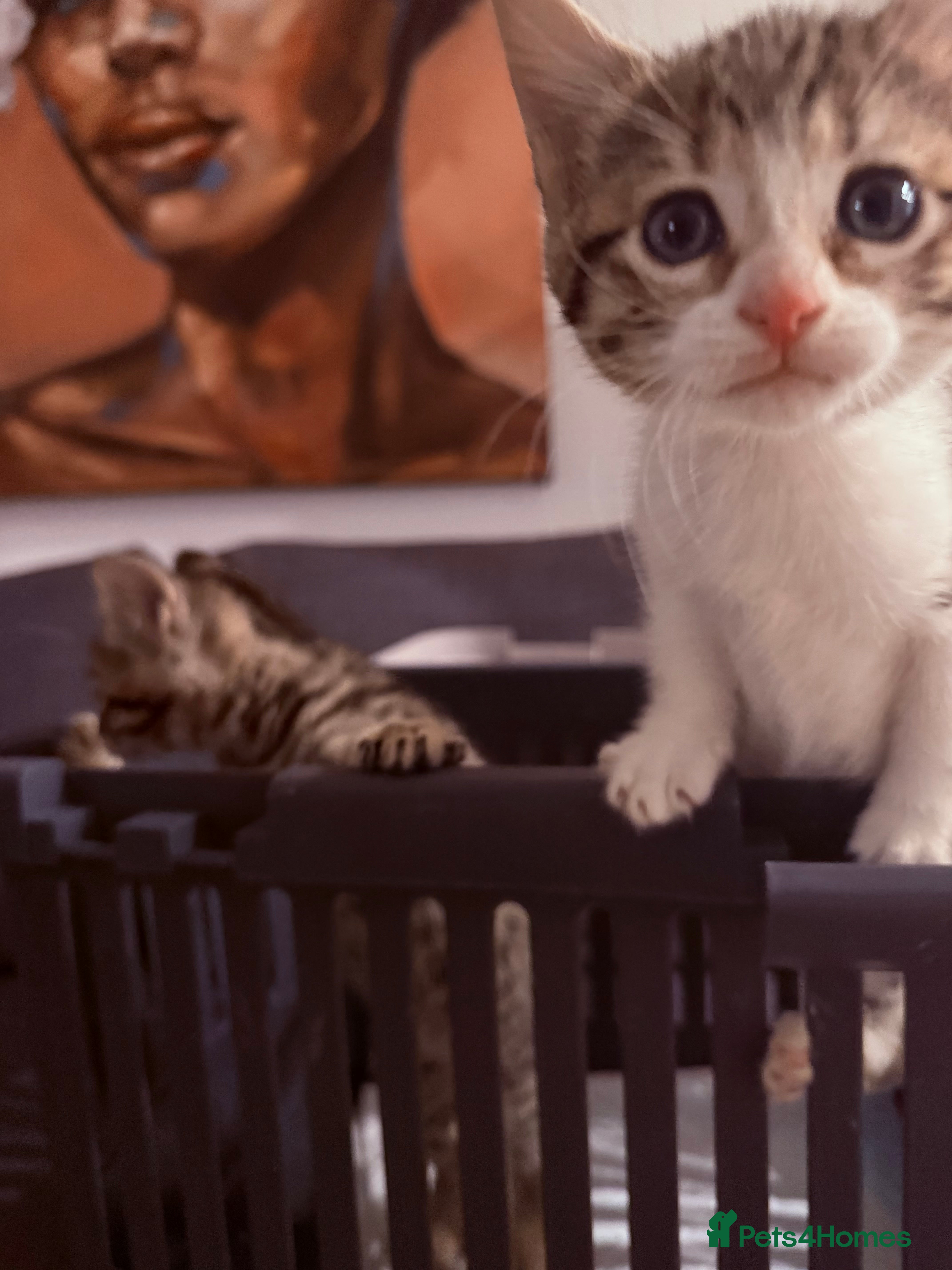 Mixed Breed cats Playful kittens 🐱 🩷9 weeks  - Advert 13