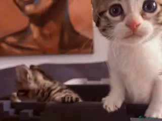 Mixed Breed cats Playful kittens 🐱 🩷9 weeks - Advert 13