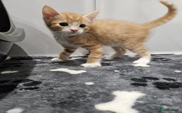 Mixed Breed cats for sale: Lovely kittens for sale  - Image 3