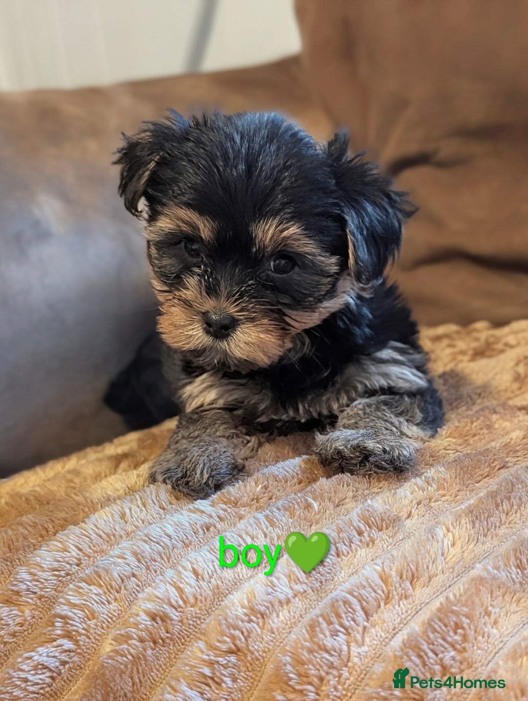 Yorkshire Terrier dogs for sale: Adorable Yorkshire terrier puppy available  - Advert 17