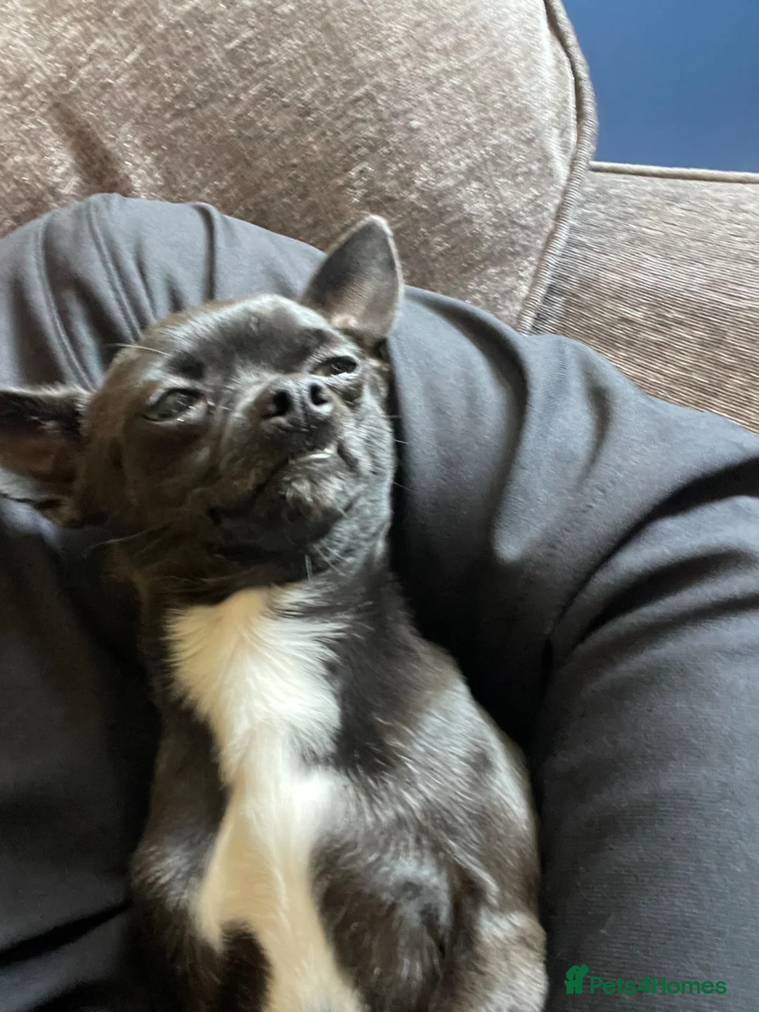 Chihuahua dogs for sale: Male chihuahua two years old  - Advert 1