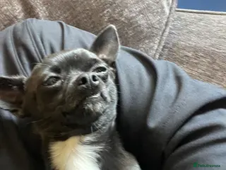 Chihuahua dogs Male chihuahua two years old - Advert 7