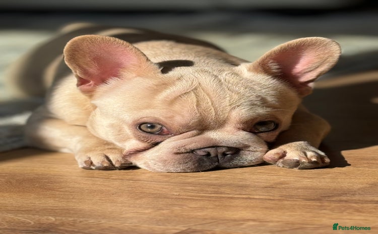 French Bulldog dogs - Advert 1