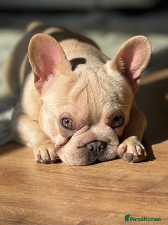 French Bulldog dogs - Advert 1