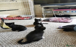 British Shorthair cats for sale: Beautiful male British short hair cross kittens  - Image 3