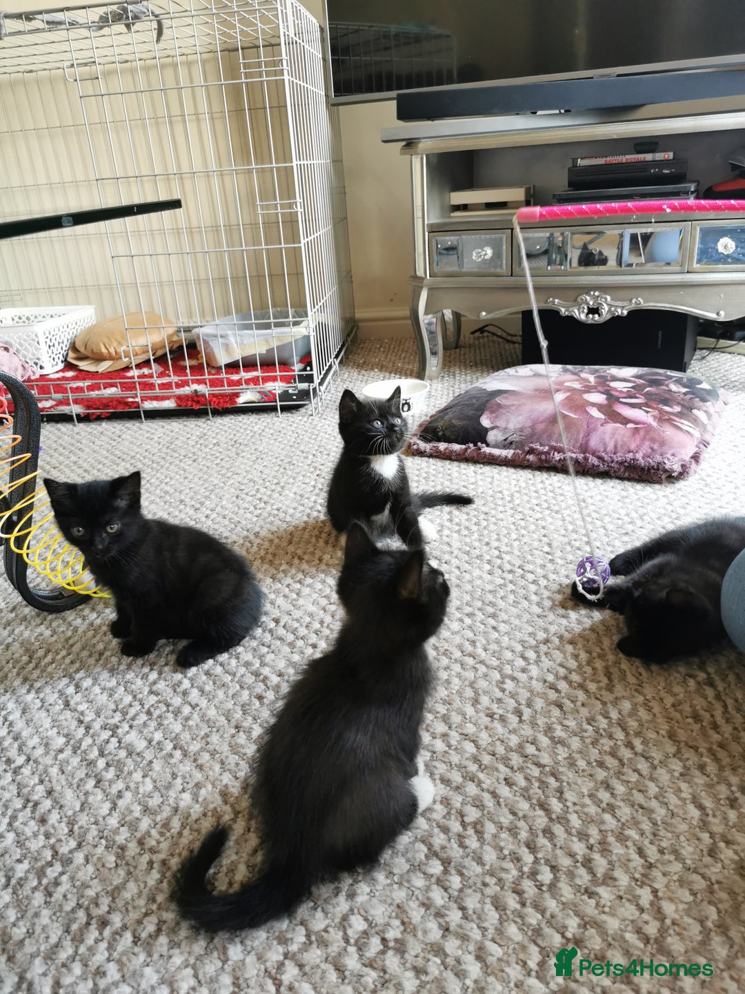 British Shorthair cats for sale: Beautiful male British short hair cross kittens  - Image 3