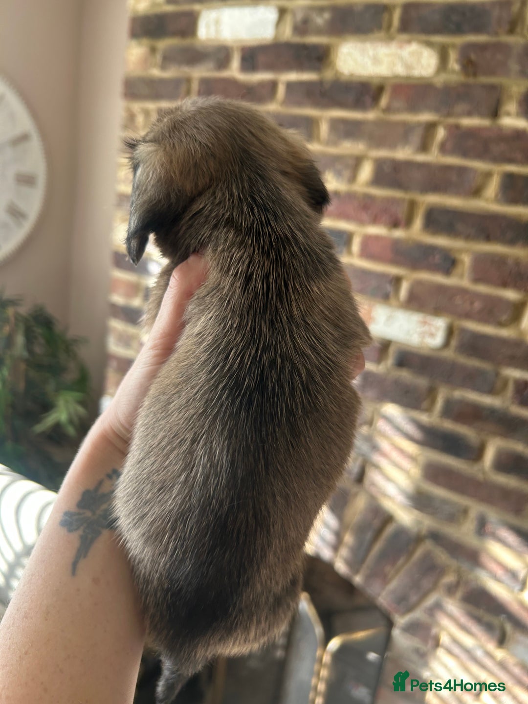 Miniature Dachshund dogs for sale: long haired miniature dachshund puppies - Image 18