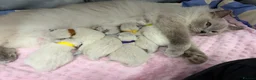 Ragdoll cats for sale: Beautiful Ragdoll Type kittens HCM and PKD free  - Advert 21