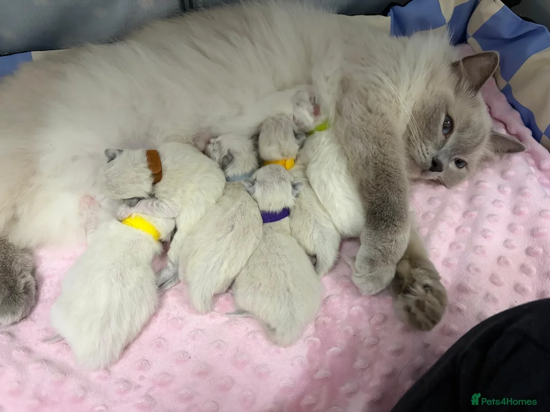 Ragdoll cats for sale: Beautiful Ragdoll Type kittens HCM and PKD free  - Advert 21