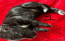 Cocker Spaniel dogs for sale: 7 Beautiful Cocker Spaniel Boys - Image 4