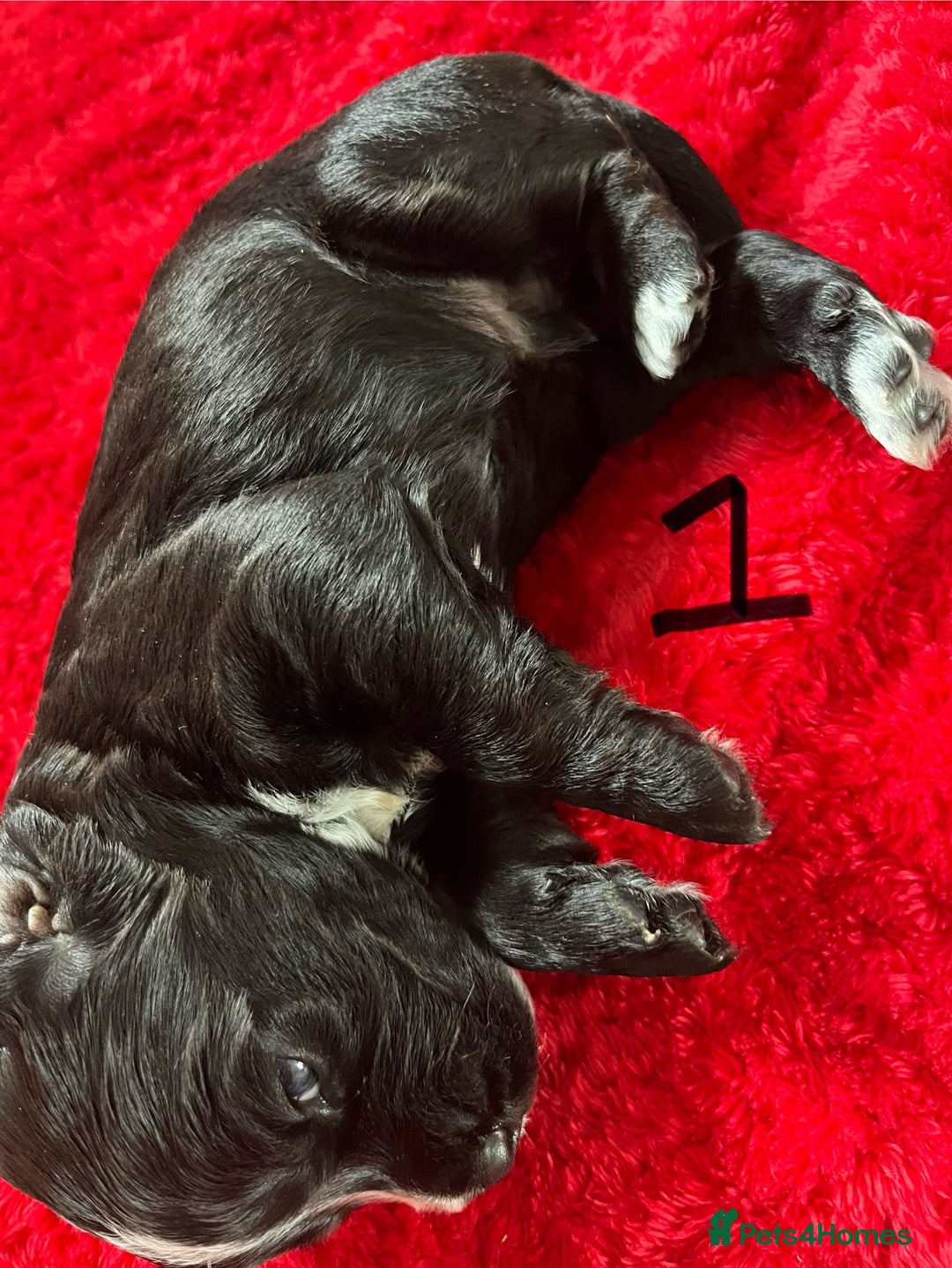Cocker Spaniel dogs for sale: 7 Beautiful Cocker Spaniel Boys - Image 4