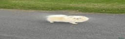 Pomeranian dogs for sale: KC Pomeranian Pups - Exceptional Russian Lines in Liverpool - Advert 15