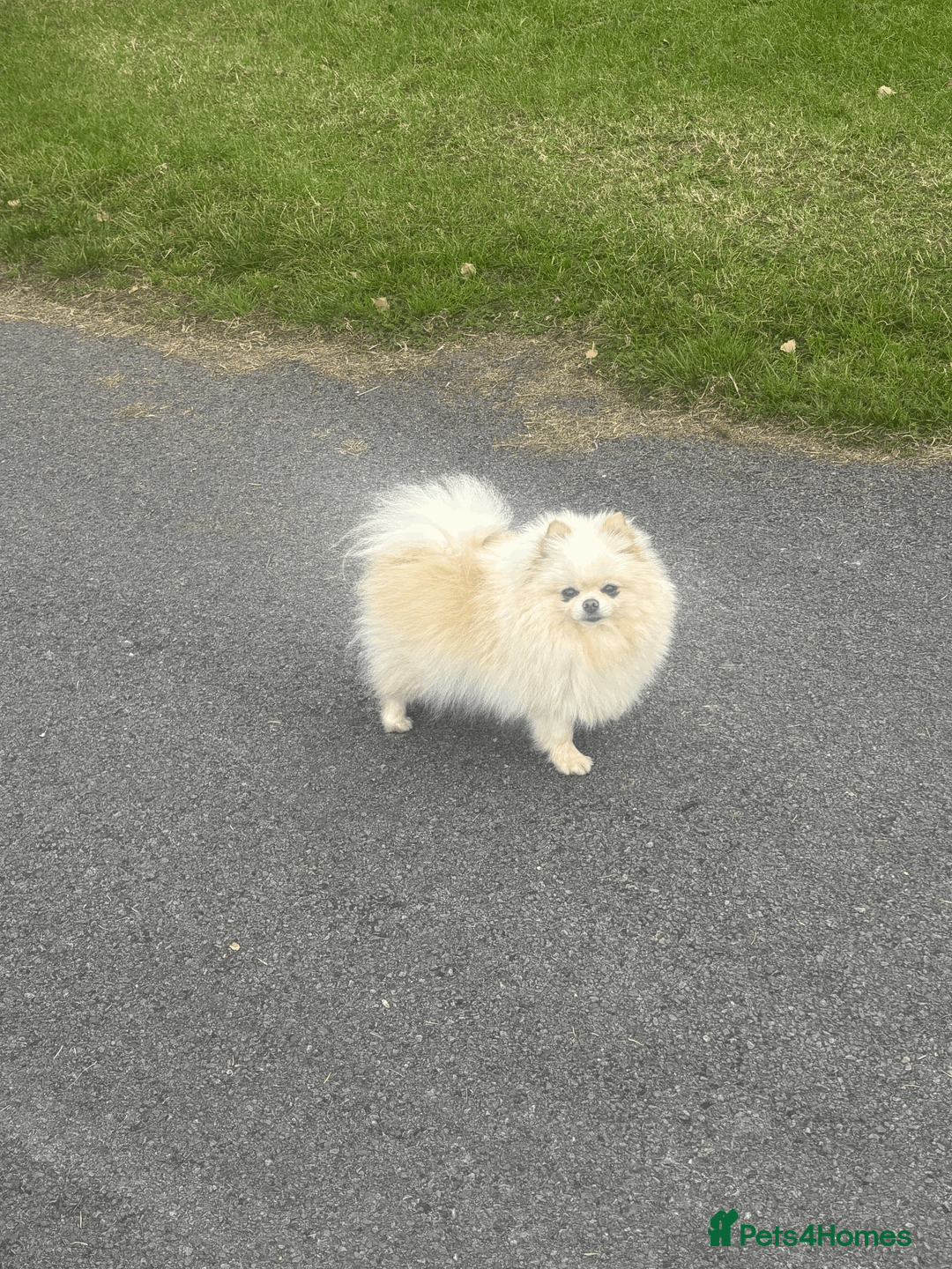 Pomeranian dogs for sale: KC Pomeranian Pups - Exceptional Russian Lines in Liverpool - Advert 15