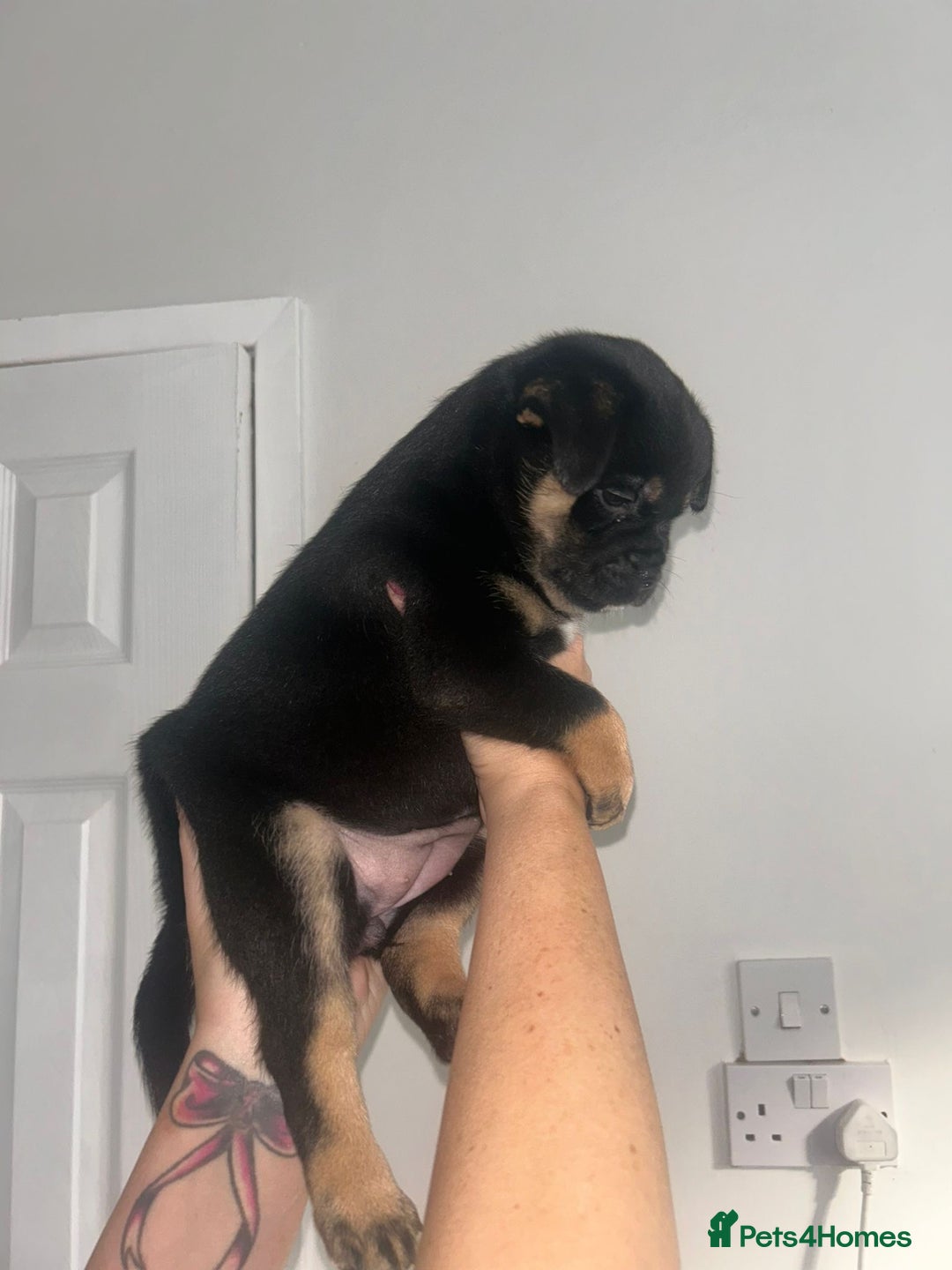 Mixed Breed dogs for sale: French pomerdogs  - Image 12
