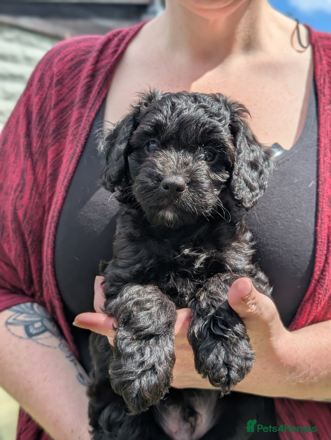Cockapoo dogs for sale: We have Four Beautiful Cockerpoo Puppies Available - Image 11