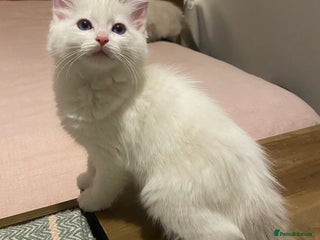 Ragdoll cats Active pedigree Lynx bicolour ragdoll - Advert 11