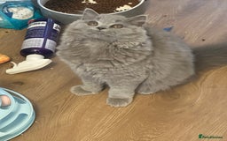 British Shorthair cats for sale: Excellent Champion line  - Image 2