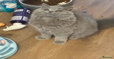 British Shorthair cats - Advert 10