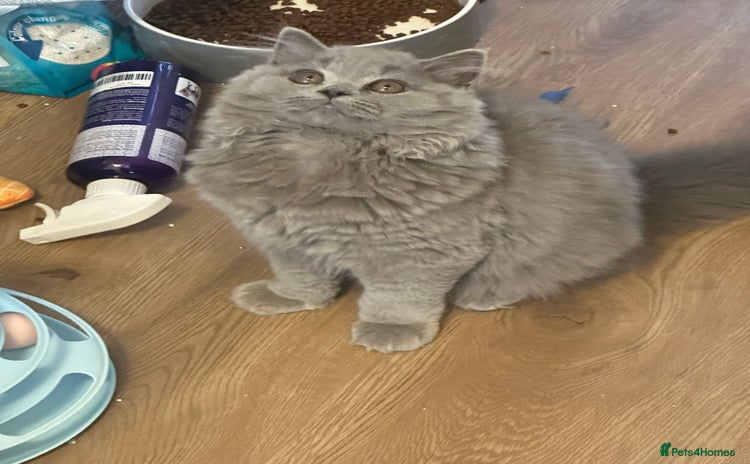 British Shorthair cats - Advert 12