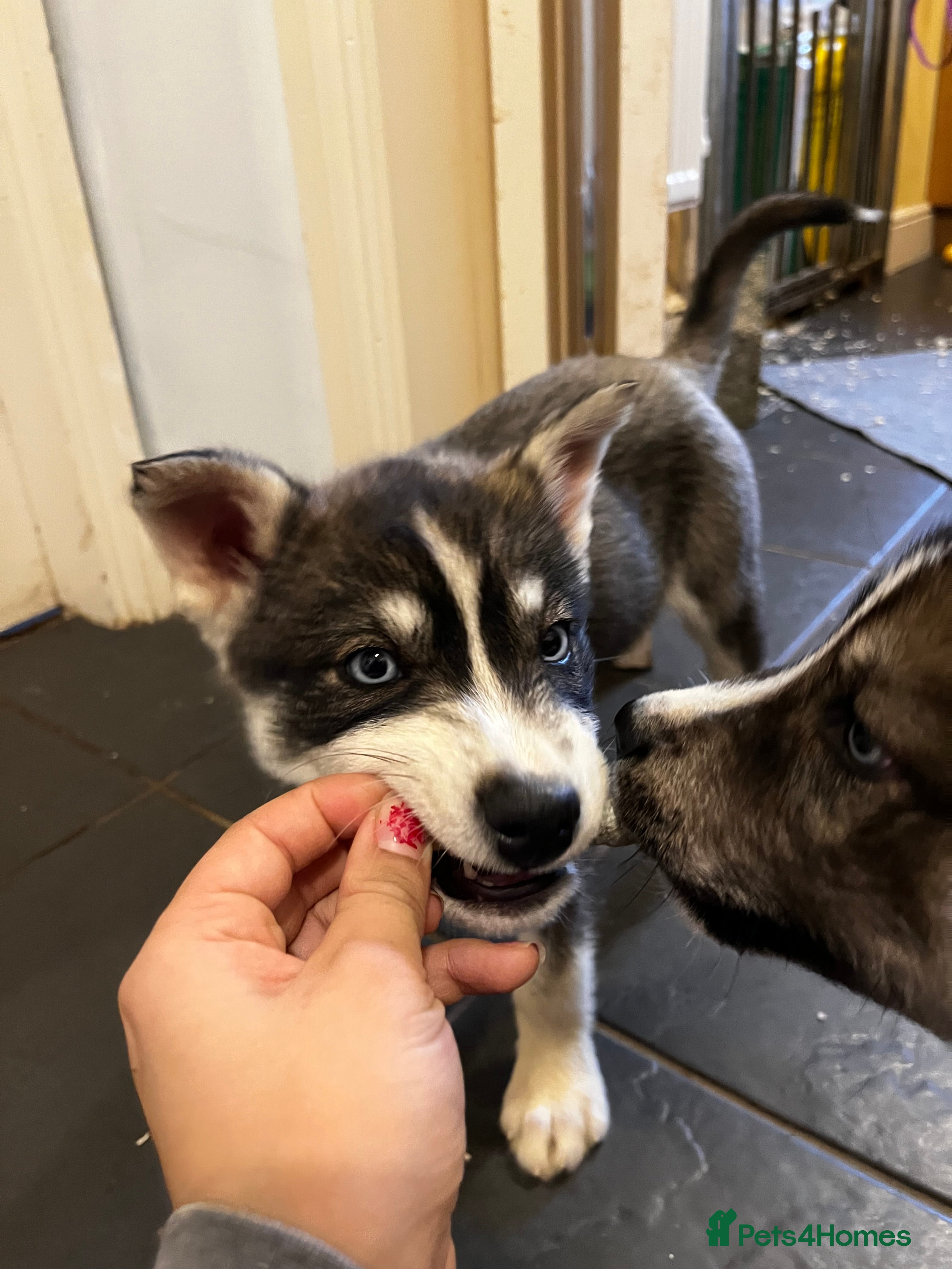 Siberian Husky dogs Stunning Husky Puppies - Advert 1