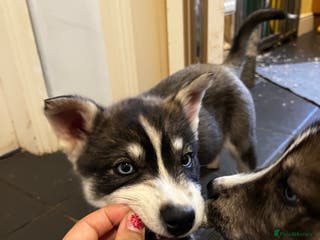 Siberian Husky dogs Stunning Husky Puppies - Advert 1