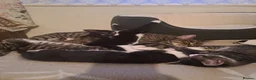Mixed Breed cats for sale: Gorgeous kittens for sale - Advert 12