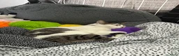 Mixed Breed cats for sale: 4 Year Old Neutered Male Cat in Derby - Advert 6