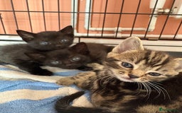Russian Blue cats for sale: Kittens for sale  - Image 2