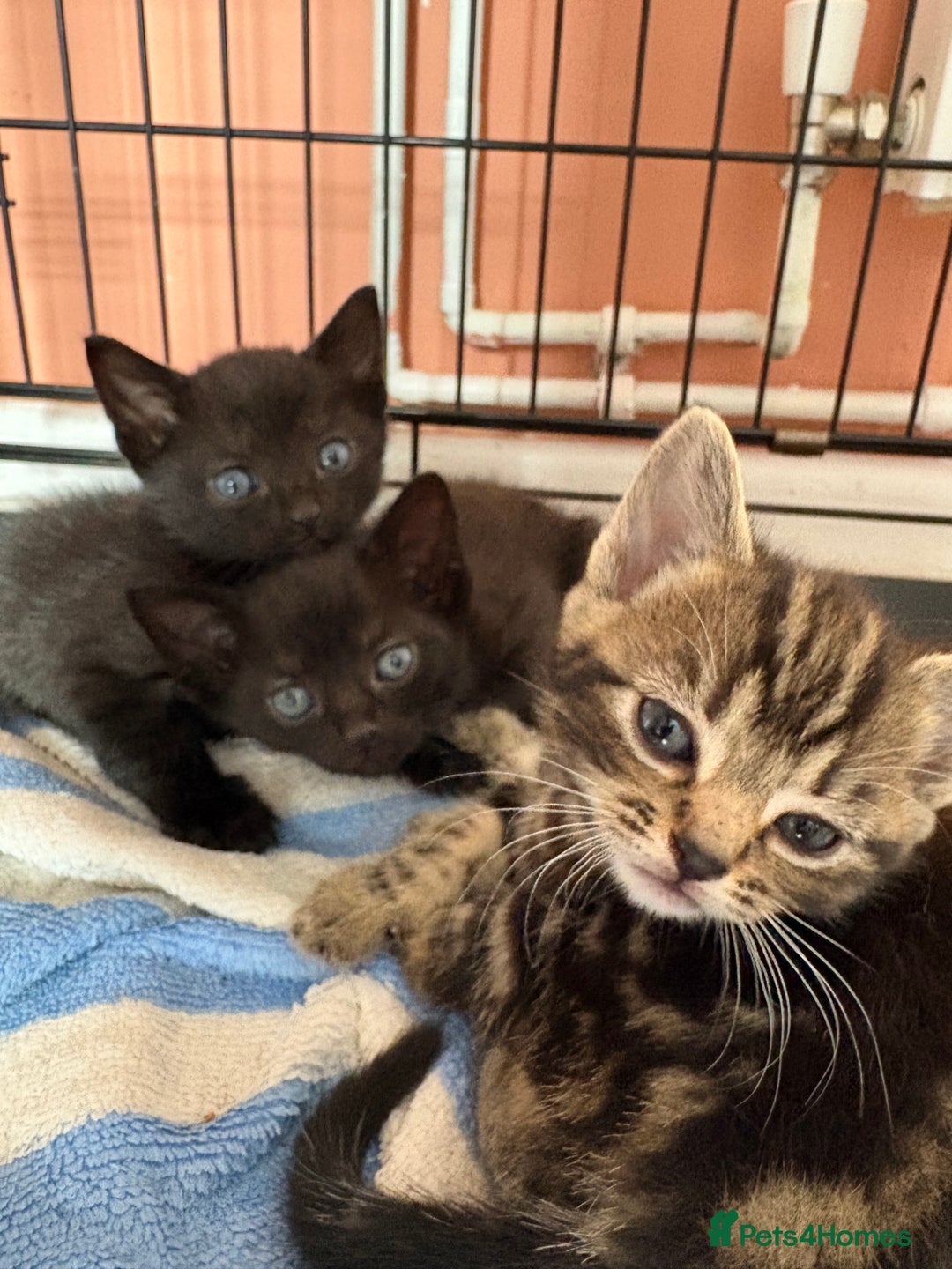 Russian Blue cats for sale: Kittens for sale  - Image 2