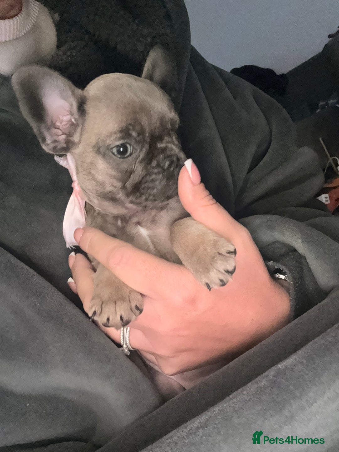 French Bulldog dogs for sale: Super Special KC Registered French Bulldog Puppies - Advert 8