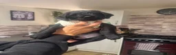 Mixed Breed dogs for sale: BEAUTIFUL COCKAPOO MIXED BREED PUPPIES in Wrexham - Advert 34