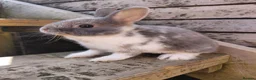 Netherland Dwarf rabbits for sale: Netherland dwarf buck - Advert 5