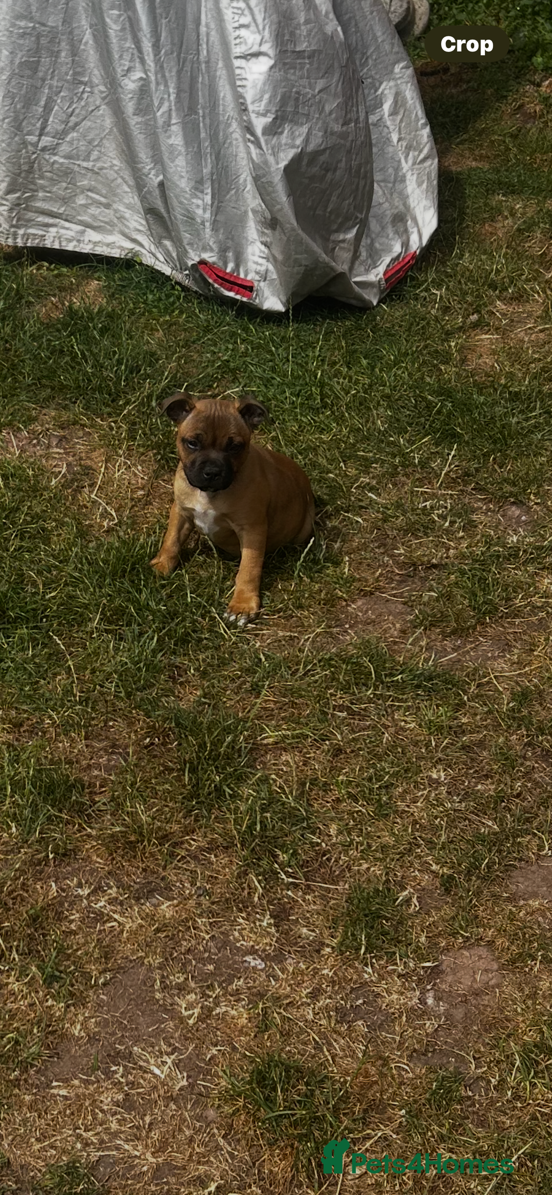 Staffordshire Bull Terrier dogs for sale: ONE MALE AVAILABLE 5* outstanding reds ✨✨✨ - Image 21