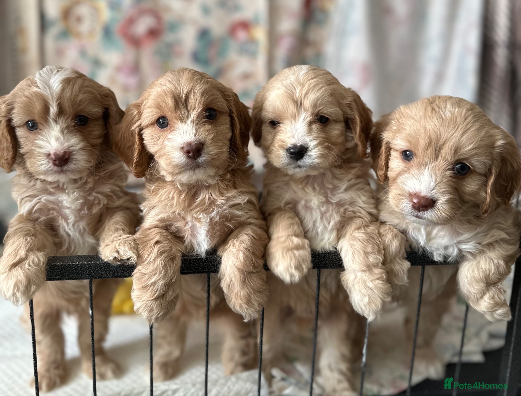 Cavapoo dogs Cavapoo’s  - Advert 16