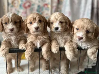 Cavapoo dogs 1 beautiful girl left cavapoos - Advert 1