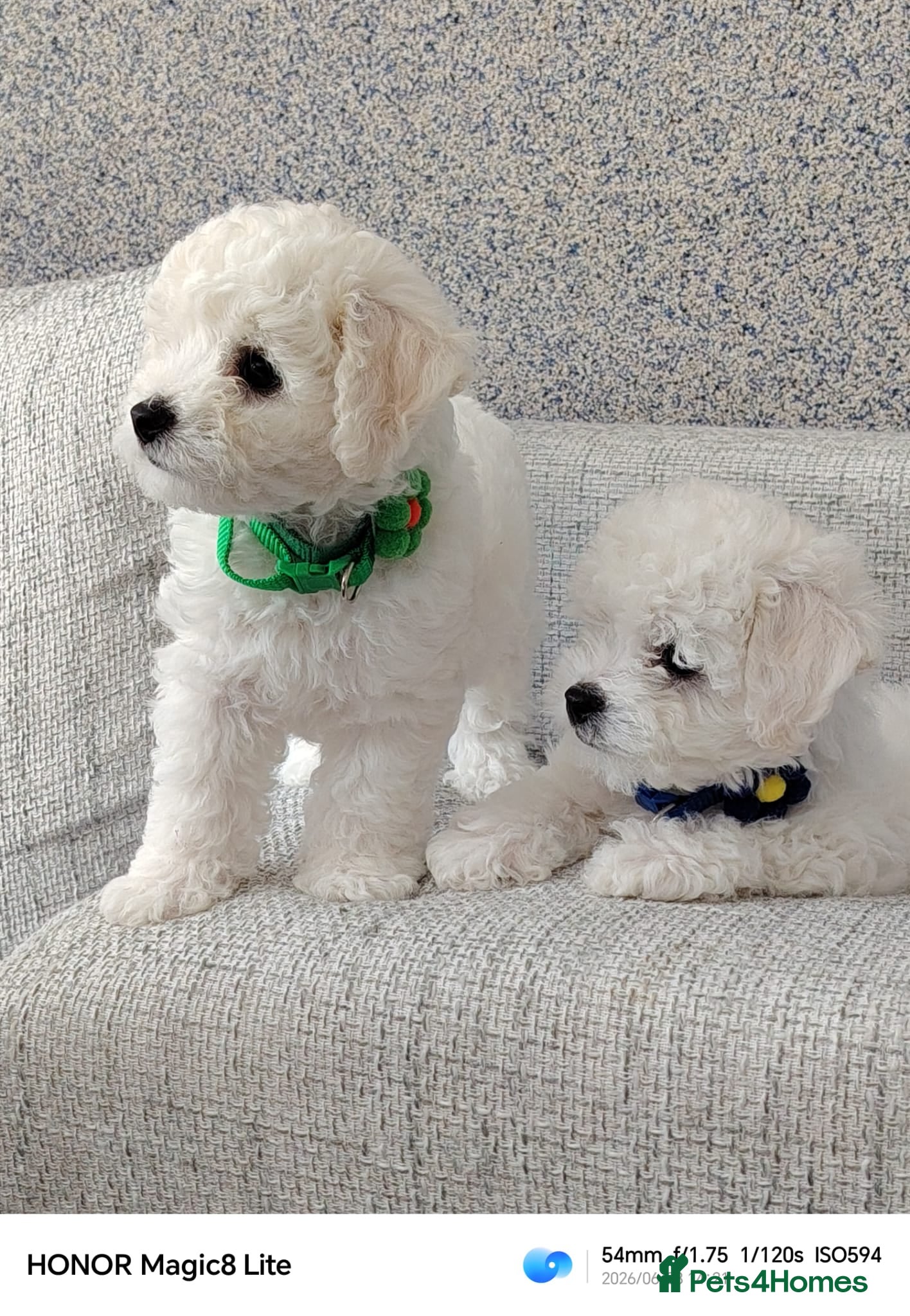 Bichon Frise dogs Bichon Frise ( 2 boys left ) - Advert 1