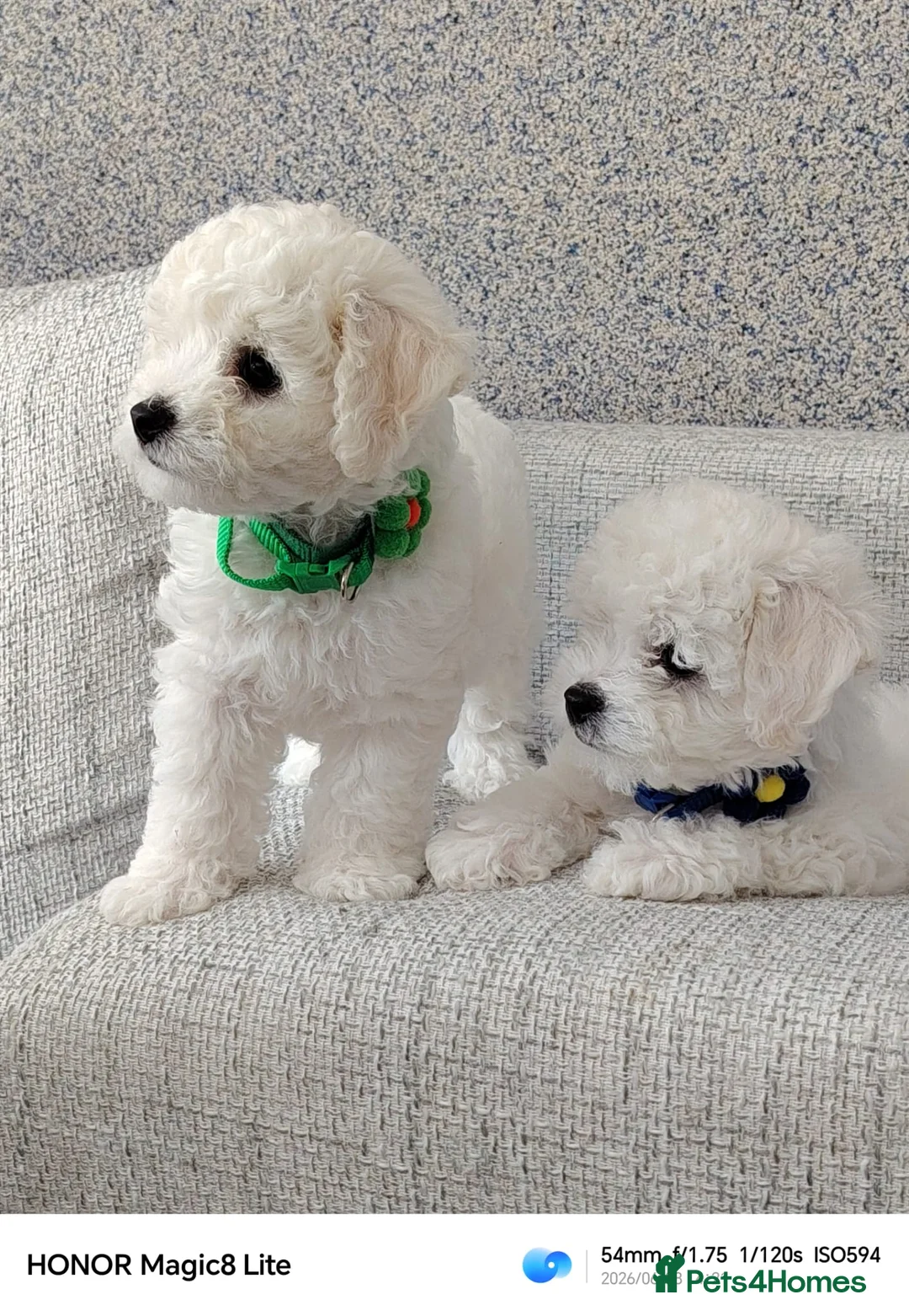 Bichon Frise dogs for sale: Bichon Frise ( 1 boy left ) - Advert 1