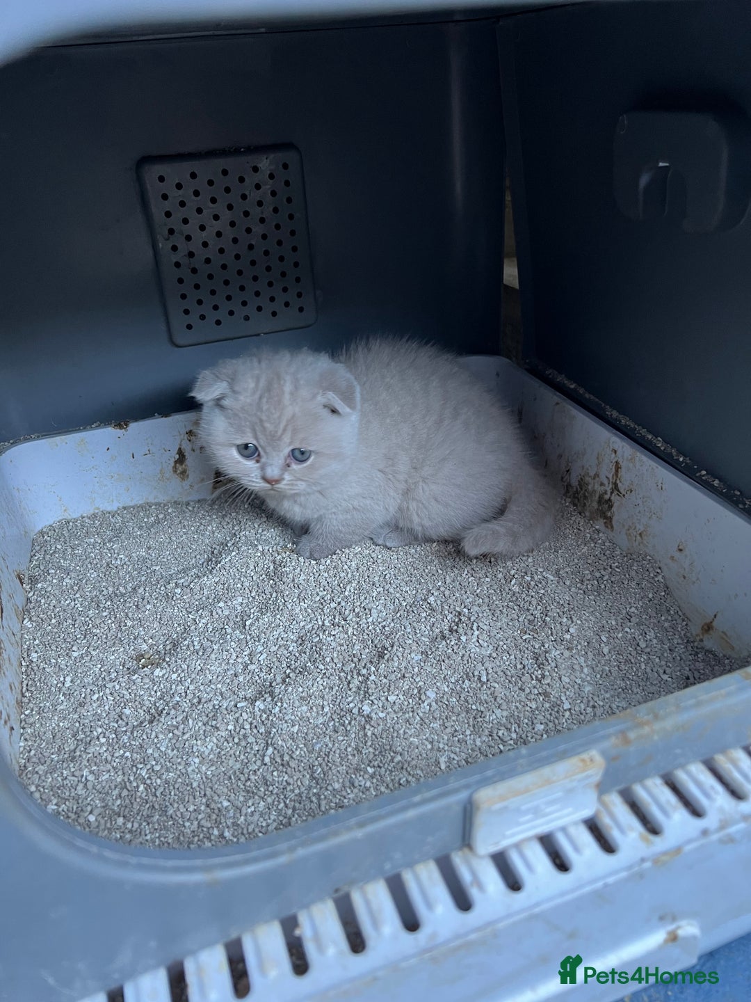 Mixed Breed cats for sale: Beautiful kittens available for loving homes. - Advert 20