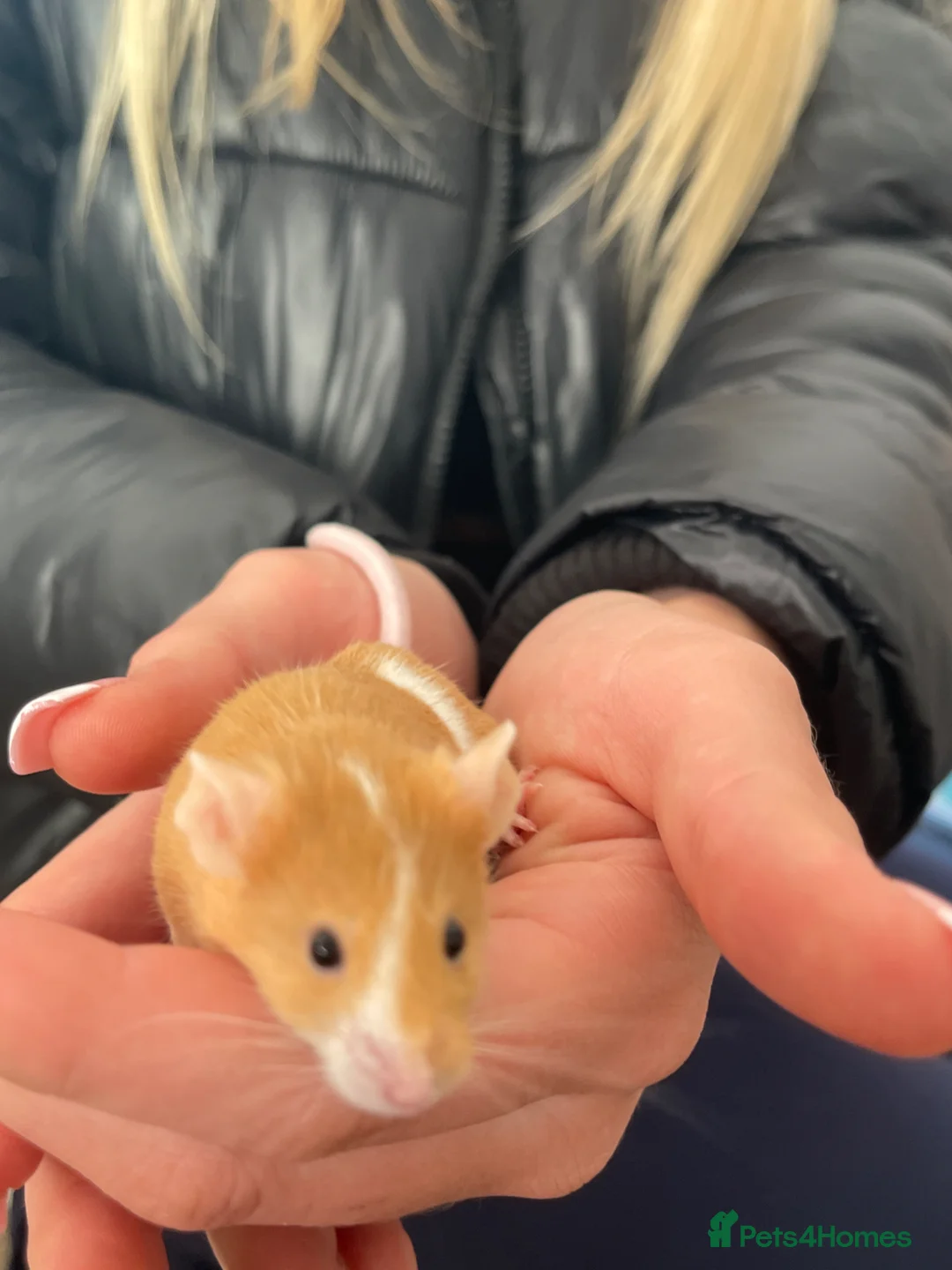 Mouse rodents for sale: male mouse in Braintree - Advert 1