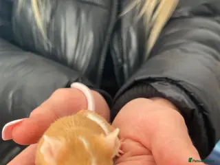 Mouse rodents male mouse - Advert 6